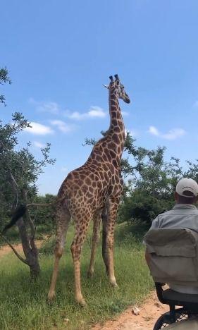 娱乐吃瓜君长颈鹿