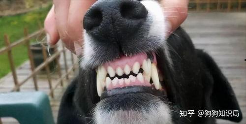 娱乐吃瓜酱狗带上牙,狗带上牙的爆笑日常